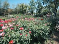 看！牡丹与园林的绝妙搭配都在这儿|云游青岛