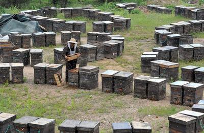 世界蜜蜂日：5月槐花香采蜜正当时，这一家人将“甜蜜事业”进行到底！