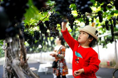 即墨逛吃又添新去处！“农旅葡萄”迎丰收