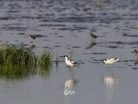 万鸟齐飞大地景观！这个湿地公园值得打卡