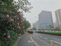 海尔路：细雨+蔷薇,这条路边就能赏花！ | 百年·百街⑦