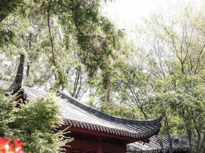 古风打卡宝藏地！城阳国学公园绿意正浓