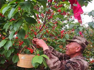 4000多亩山色峪樱桃熟了