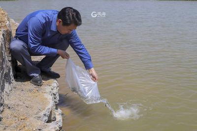 中秋就能见面！崂山第一鱼，2000尾仙胎鱼苗放流水系