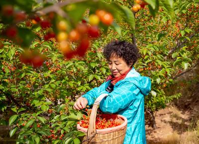 青岛这里的樱桃“小脸”红啦！快来尝鲜
