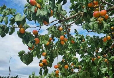 果大肉甜还多汁？少山红杏你值得拥有！