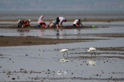 仙气飘飘！“白色精灵”黄嘴白鹭现身青岛