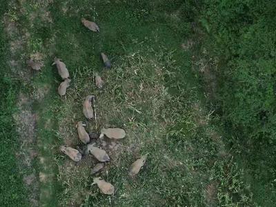 专家团队首次成功“引导”逼近昆明的云南野象群，回到正轨尚需时间