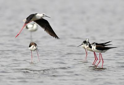 “神话之鸟”领衔，水鸟繁殖季来了！
