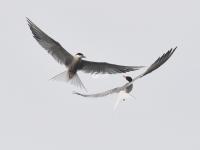 须浮鸥表演“飞吻”，你见过吗？