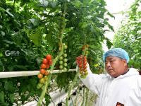 “亚洲最大的单体智慧温室”长这样！