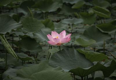 是夏天的味道！李村河荷花初绽