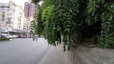 记者在现场|人行道上方绿植疯长  相关部门接诉后修剪