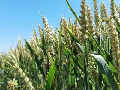 青岛北部220万亩小麦开启“收获季”