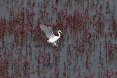 白鹭觅食、翩跹起舞，好一幅生态画卷！