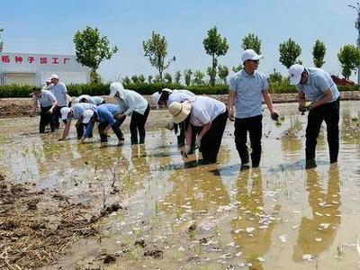 青岛海水稻全国插秧；今年计划推广种植百万亩