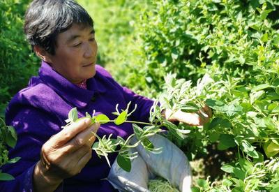 40亩金银花丰收 平度仁兆农民笑逐颜开