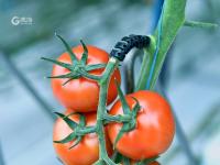 “亚洲最大的单体智慧温室”长这样！