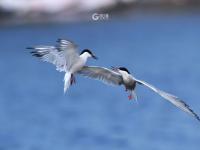 前方高萌！夏日湿地鸟宝宝戏水照来了