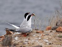 须浮鸥表演“飞吻”，你见过吗？
