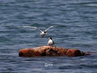 前方高萌！夏日湿地鸟宝宝戏水照来了