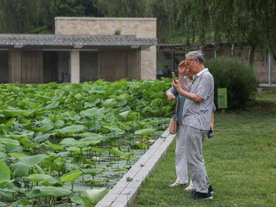 是夏天的味道！李村河荷花初绽