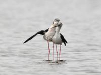 “神话之鸟”领衔，水鸟繁殖季来了！