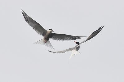 须浮鸥表演“飞吻”，你见过吗？