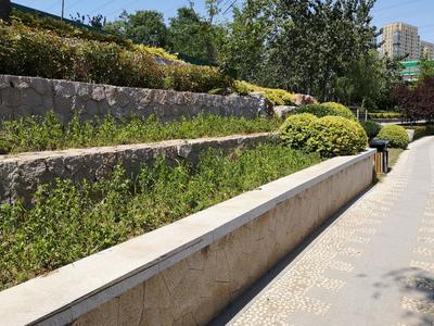 微调查·回访｜河边花坛“复绿” 市民呼吁常绿