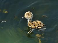 前方高萌！夏日湿地鸟宝宝戏水照来了