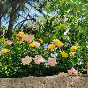 青岛最早建成的马路之一,江苏路上的“方”寸光影| 百年·百街⑬