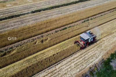 农民笑了腰包鼓了 风吹麦浪又是一个丰收季