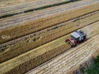 农民笑了腰包鼓了 风吹麦浪又是一个丰收季