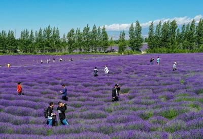 新疆：石头滩变花海，薰衣草助农增收