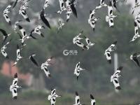 “神话之鸟”领衔，水鸟繁殖季来了！