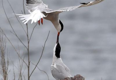 须浮鸥表演“飞吻”，你见过吗？
