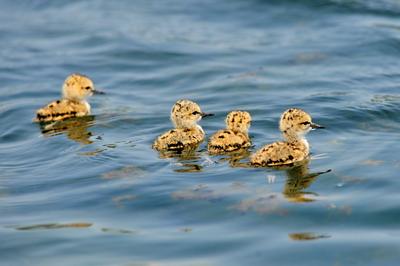 前方高萌！夏日湿地鸟宝宝戏水照来了