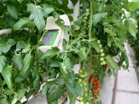 “亚洲最大的单体智慧温室”长这样！