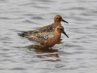 “神话之鸟”领衔，水鸟繁殖季来了！