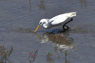 白鹭觅食、翩跹起舞，好一幅生态画卷！