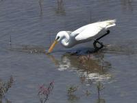 白鹭觅食、翩跹起舞，好一幅生态画卷！