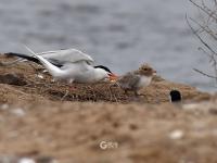 须浮鸥表演“飞吻”，你见过吗？