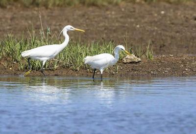 仙气飘飘！“白色精灵”黄嘴白鹭现身青岛