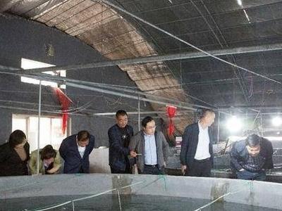 生长快、养殖成活率高！黄海水产研究所牙鲆新品种通过验收