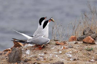 须浮鸥表演“飞吻”，你见过吗？