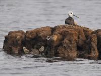须浮鸥表演“飞吻”，你见过吗？