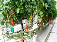 “亚洲最大的单体智慧温室”长这样！