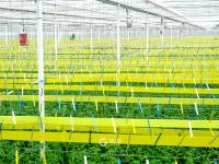 “亚洲最大的单体智慧温室”长这样！