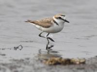“神话之鸟”领衔，水鸟繁殖季来了！