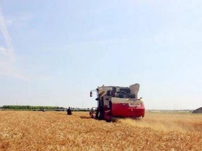 阴雨天气遇到抢收小麦怎么办？专家提醒要注意这些……